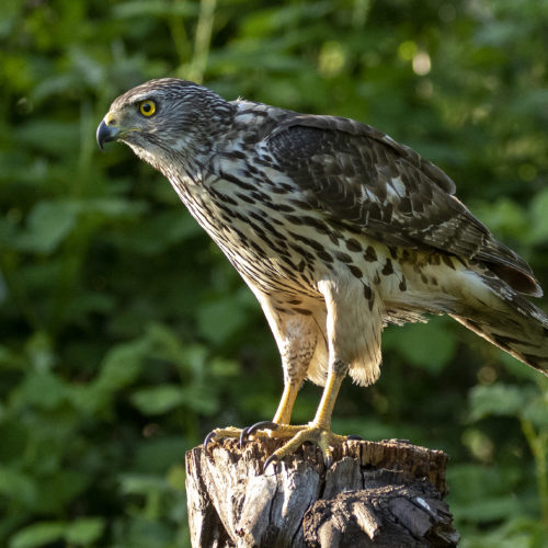 Havik (vrouw}