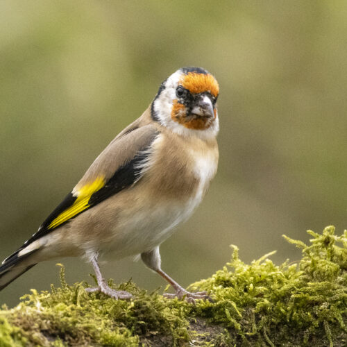 Putter (Distelvink)