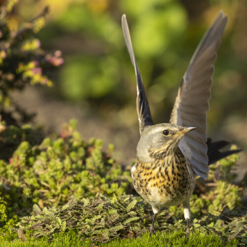 Kramsvogel