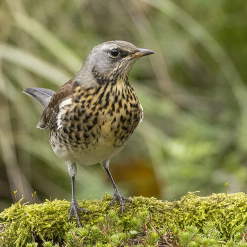 Kramsvogel