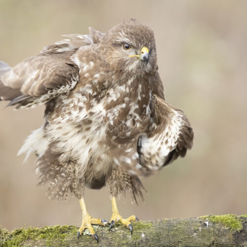Buizerd