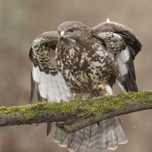 Buizerd