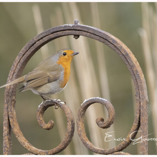 Roodborst