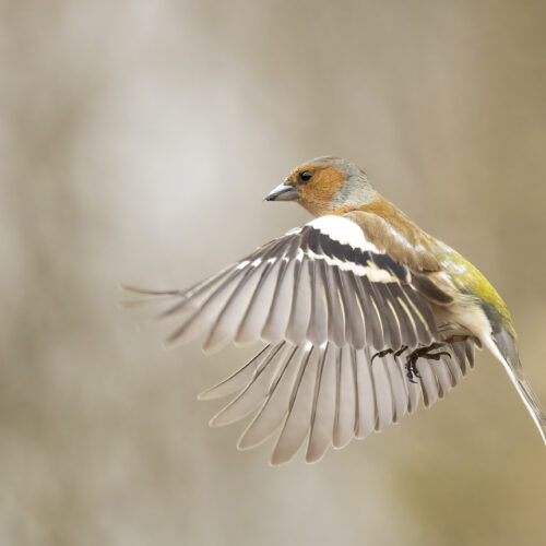 Vink