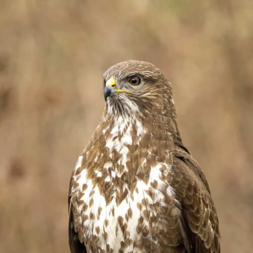 Buizerd