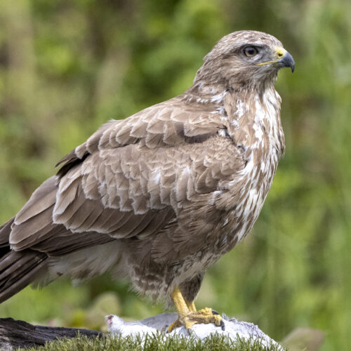 Buizerd