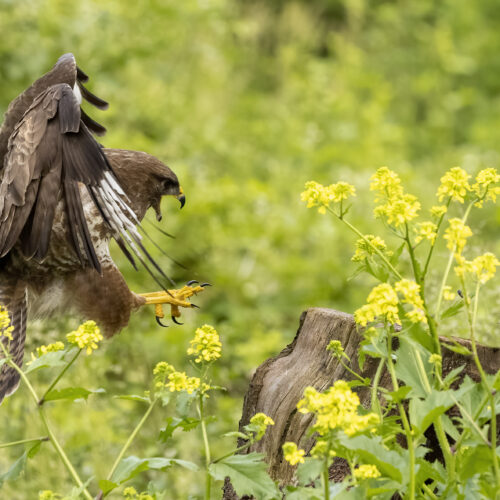 Buizerd