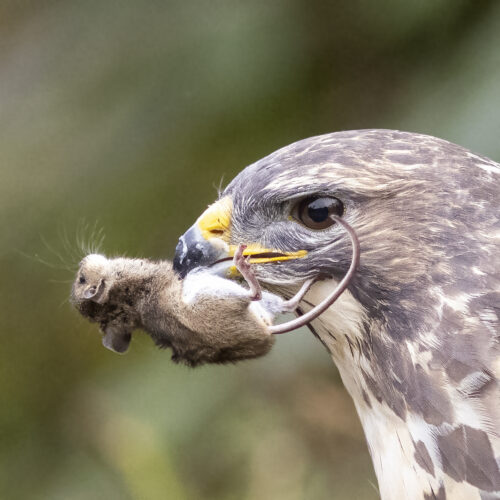 Buizerd