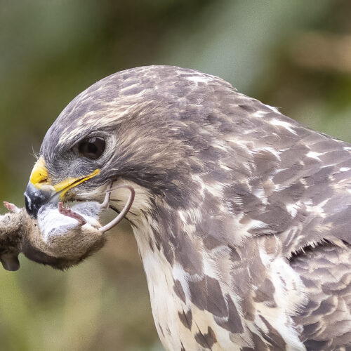 Buizerd